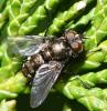 Lypha dubia